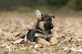 BERGER ALLEMAND 1025